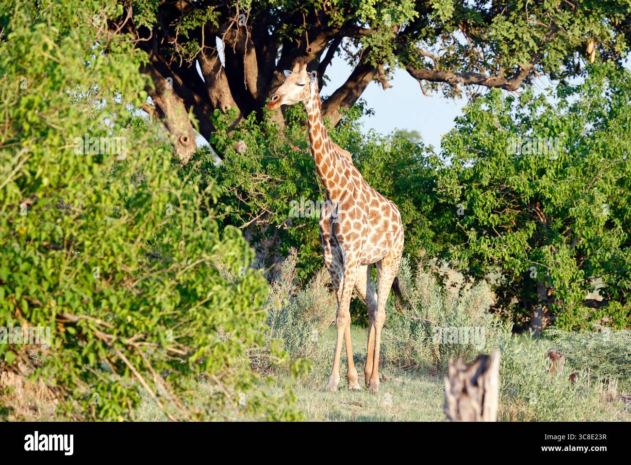 Giraffe auf der Ebene von Botswana Stockfoto
