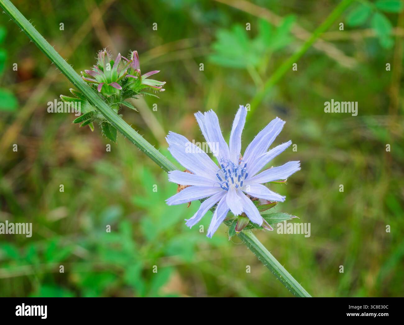 Eine blassblaue Zichorienblume zwischen Laub Stockfoto