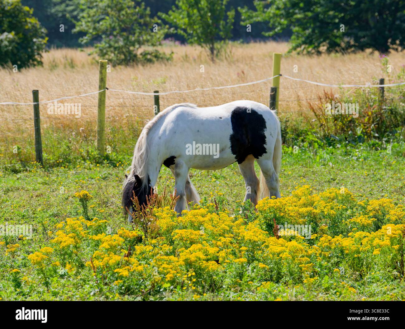 Ein braunes und weißes Pferd, das auf einem Feld weidet, in dem es eine große Menge von Ragkraut gibt, das für Pferde giftig ist Stockfoto