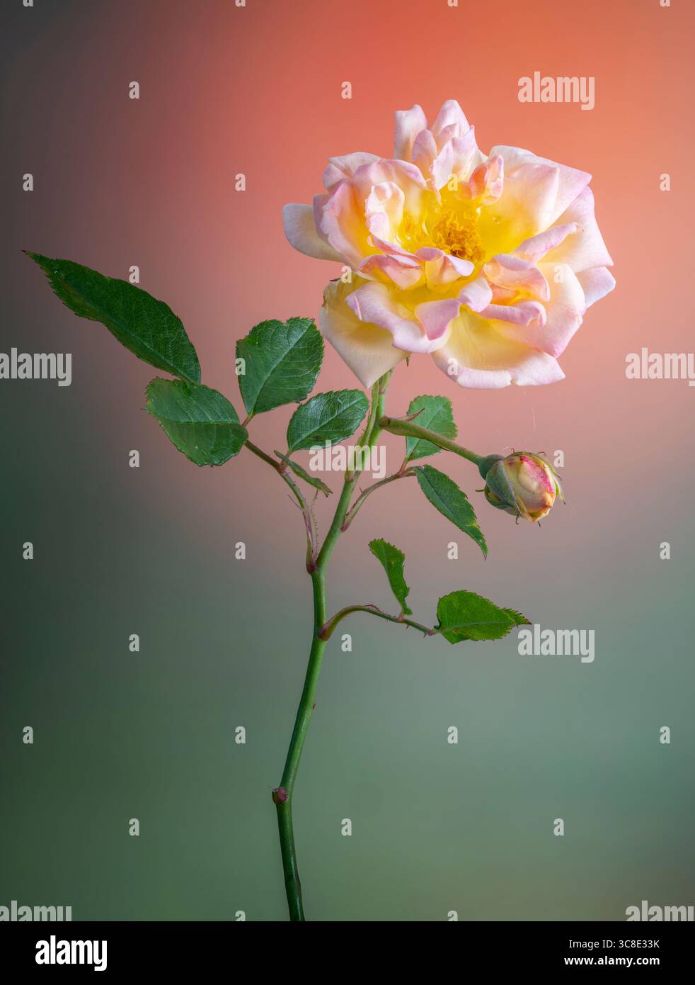 Eine rosa, orange und gelbe Rose, fotografiert auf einem orange-grünen Hintergrund Stockfoto