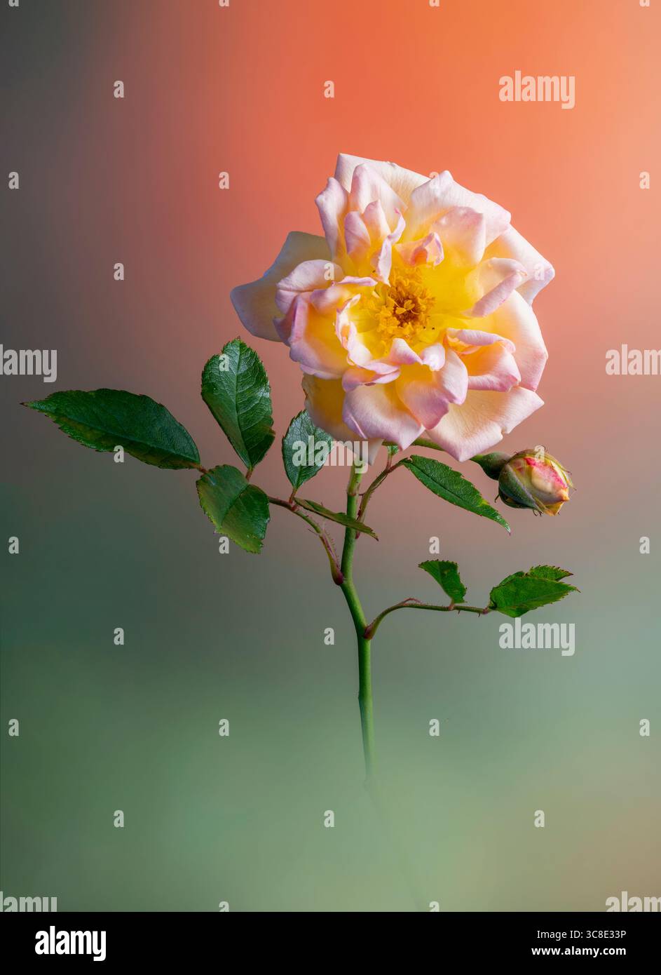 Eine rosa, orange und gelbe Rose, fotografiert auf einem orange-grünen Hintergrund Stockfoto