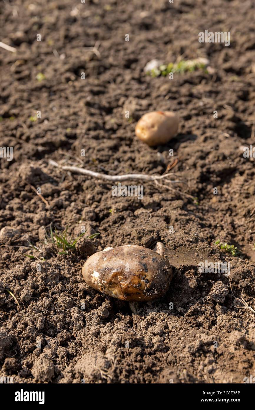 Verfaulte Kartoffeln auf einem Feld im Frühjahr des Jahres, ein fruchtbares Feld mit verfaulten verdorbenen Kartoffeln, die zur Aussaat zubereitet werden Stockfoto