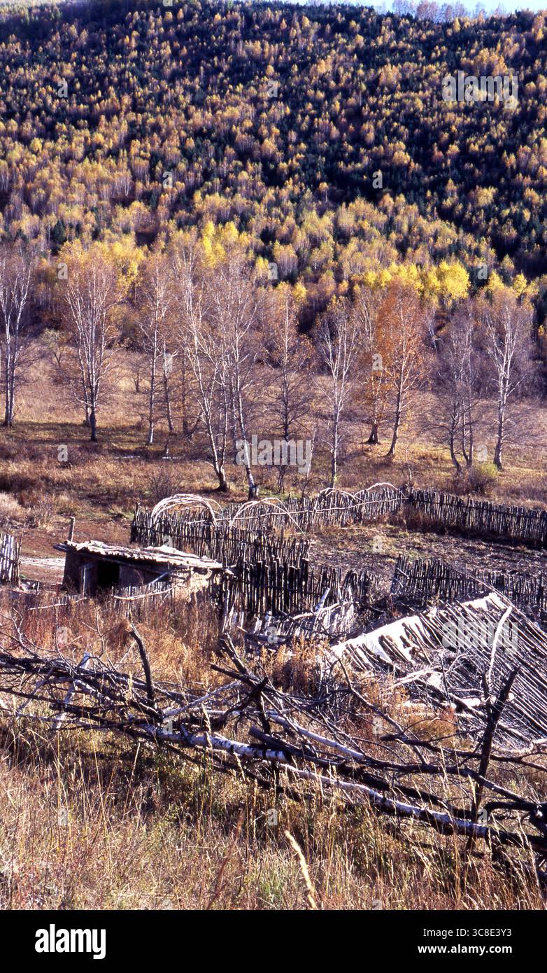 Verlassene Birkenfarm im Hintergrund des Herbstwaldes Stockfoto