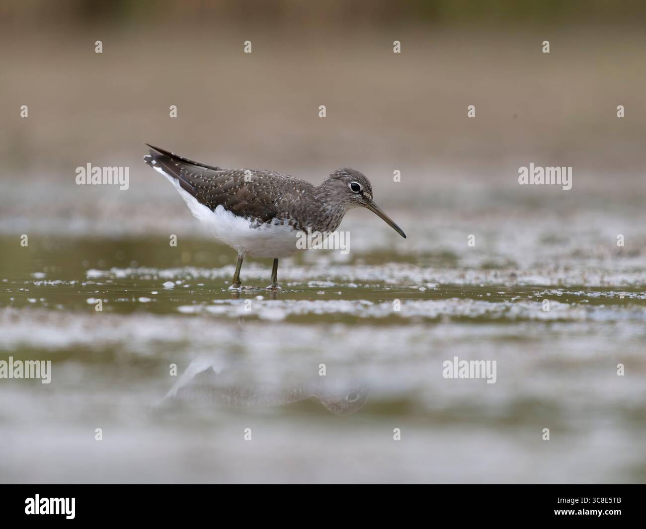 Grüner Sandpiper, Tringa ochropus, Single Bird by Water, Warwickshire, Juli 2025 Stockfoto Grüner Sandpiper, Tringa ochropus, Single Bird by Water, Warwickshire, Juli 2025 Stockfoto
