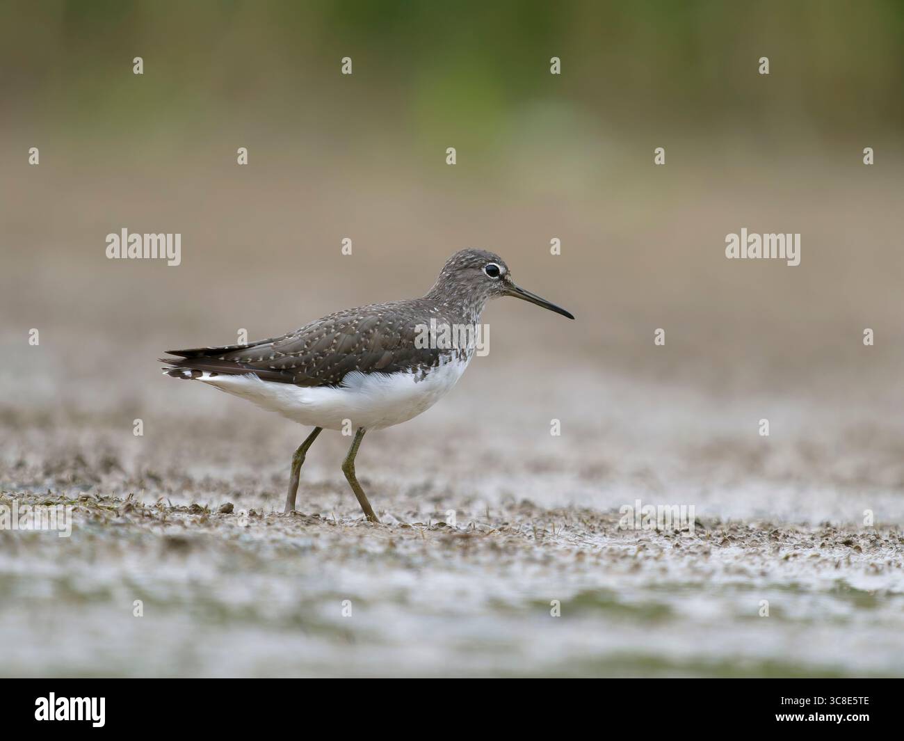 Grüner Sandpiper, Tringa ochropus, Single Bird by Water, Warwickshire, Juli 2025 Stockfoto Grüner Sandpiper, Tringa ochropus, Single Bird by Water, Warwickshire, Juli 2025 Stockfoto