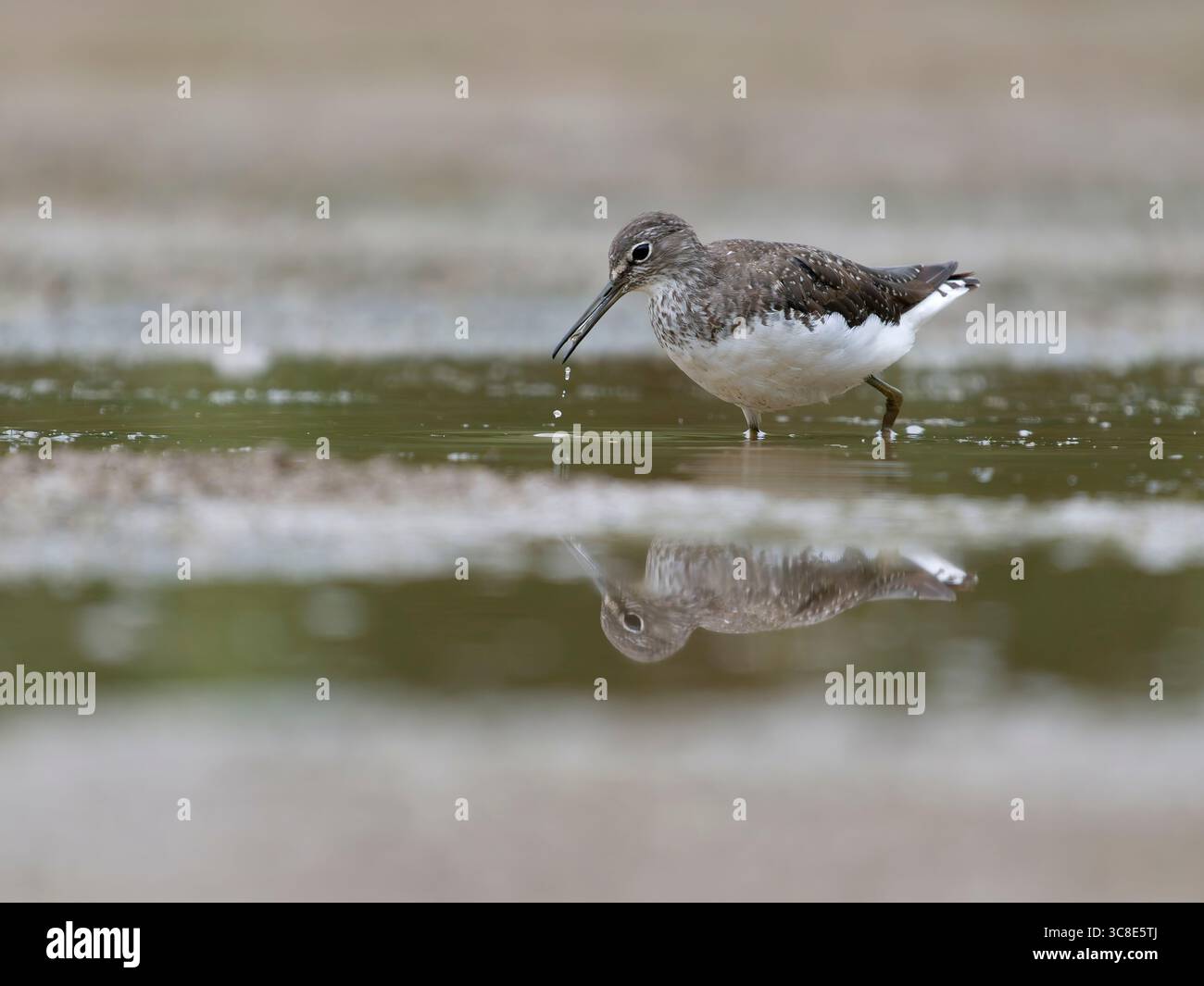 Grüner Sandpiper, Tringa ochropus, Single Bird by Water, Warwickshire, Juli 2025 Stockfoto Grüner Sandpiper, Tringa ochropus, Single Bird by Water, Warwickshire, Juli 2025 Stockfoto