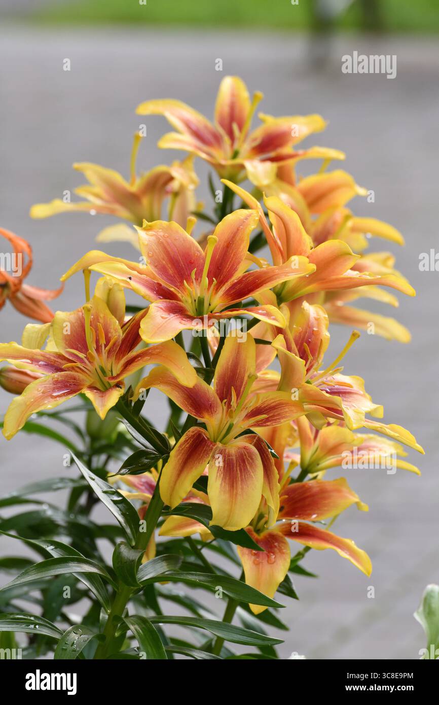 Lilium OA-Hybrid Kavery im Blumengarten Stockfoto