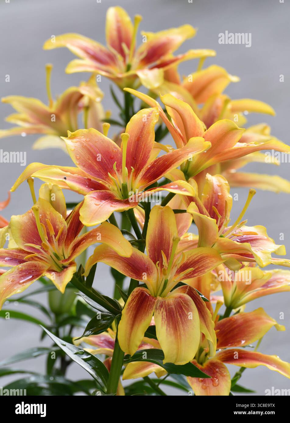 Lilium OA-Hybrid Kavery im Blumengarten Stockfoto