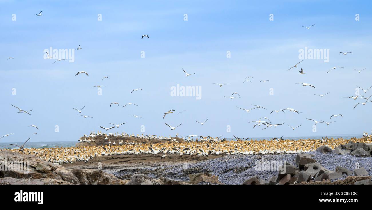 Kolonie der brütenden Kap-Tölpel (Morus capensis) an einem stürmischen Tag, Bird Island, Lamberts Bay, Südafrika. Stockfoto