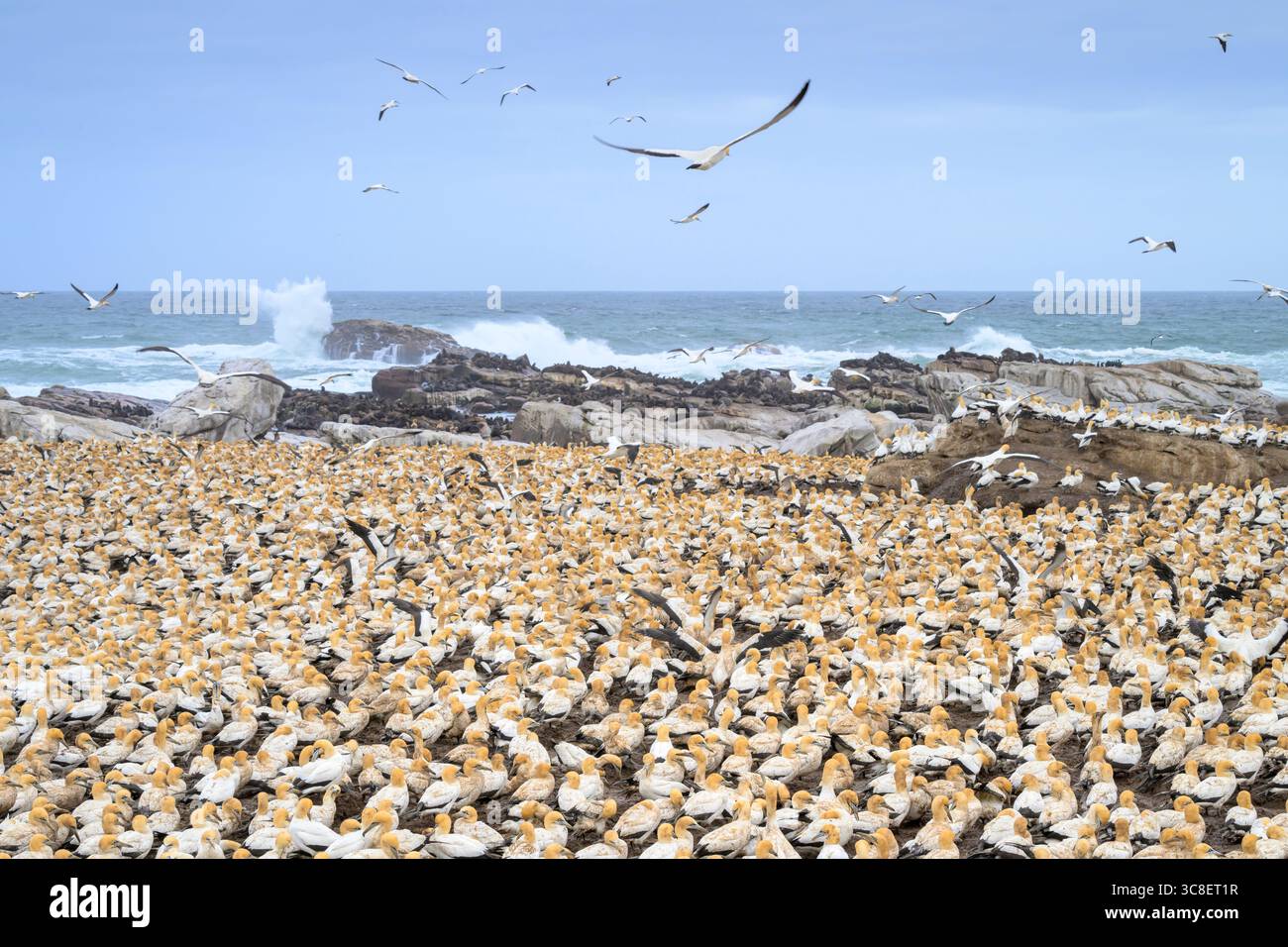 Kolonie der brütenden Kap-Tölpel (Morus capensis) an einem stürmischen Tag nach Regen, Bird Island, Lamberts Bay, Südafrika. Stockfoto