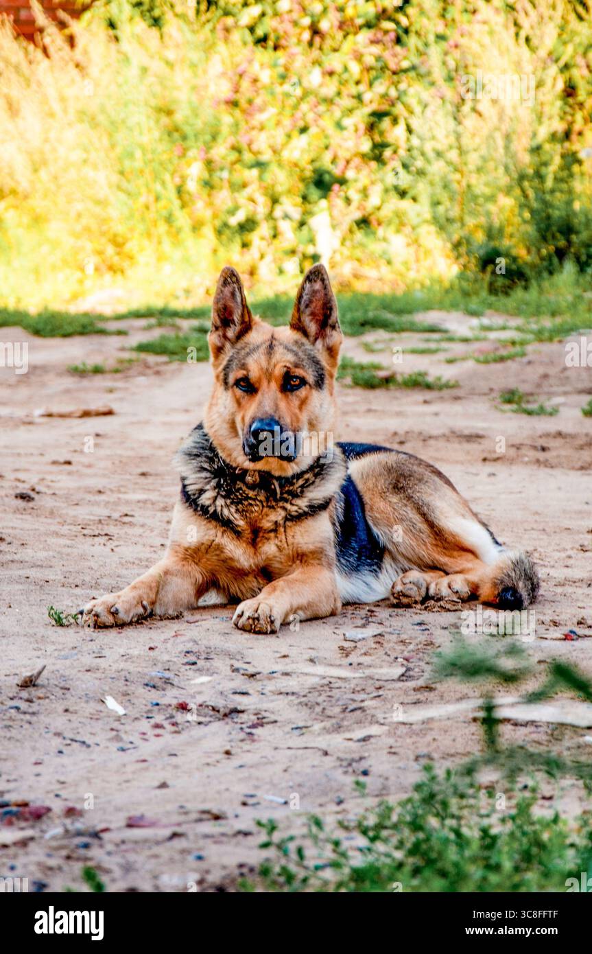 Niedlicher reinrassiger Hirte, der am Sandstrand sitzt, kleines Porträt von Haustier-Welpen Stockfoto