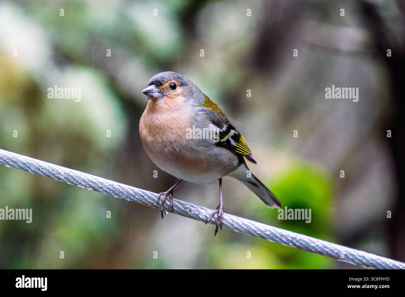 Nahaufnahme eines madeirischen Buchbeins, der auf einem Metalldraht mit verschwommenem grünem Hintergrund steht, detailliertes Vogelporträt aus den einheimischen Wäldern des Hafens von Madeira Stockfoto