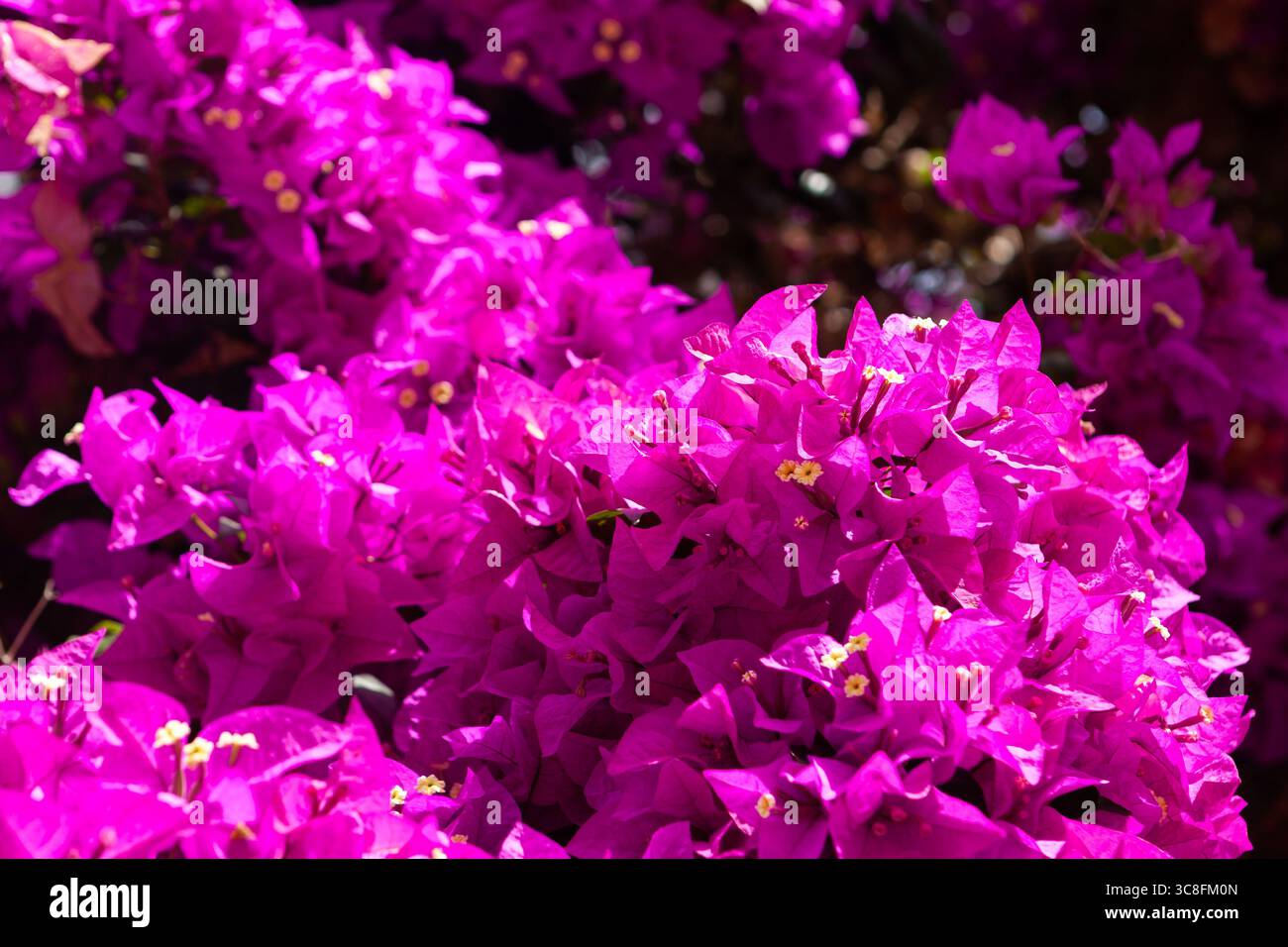 Wunderschöne rosa Blumen Hintergrund im Doi Suthep, Chiang Mai, Thailand. Stockfoto