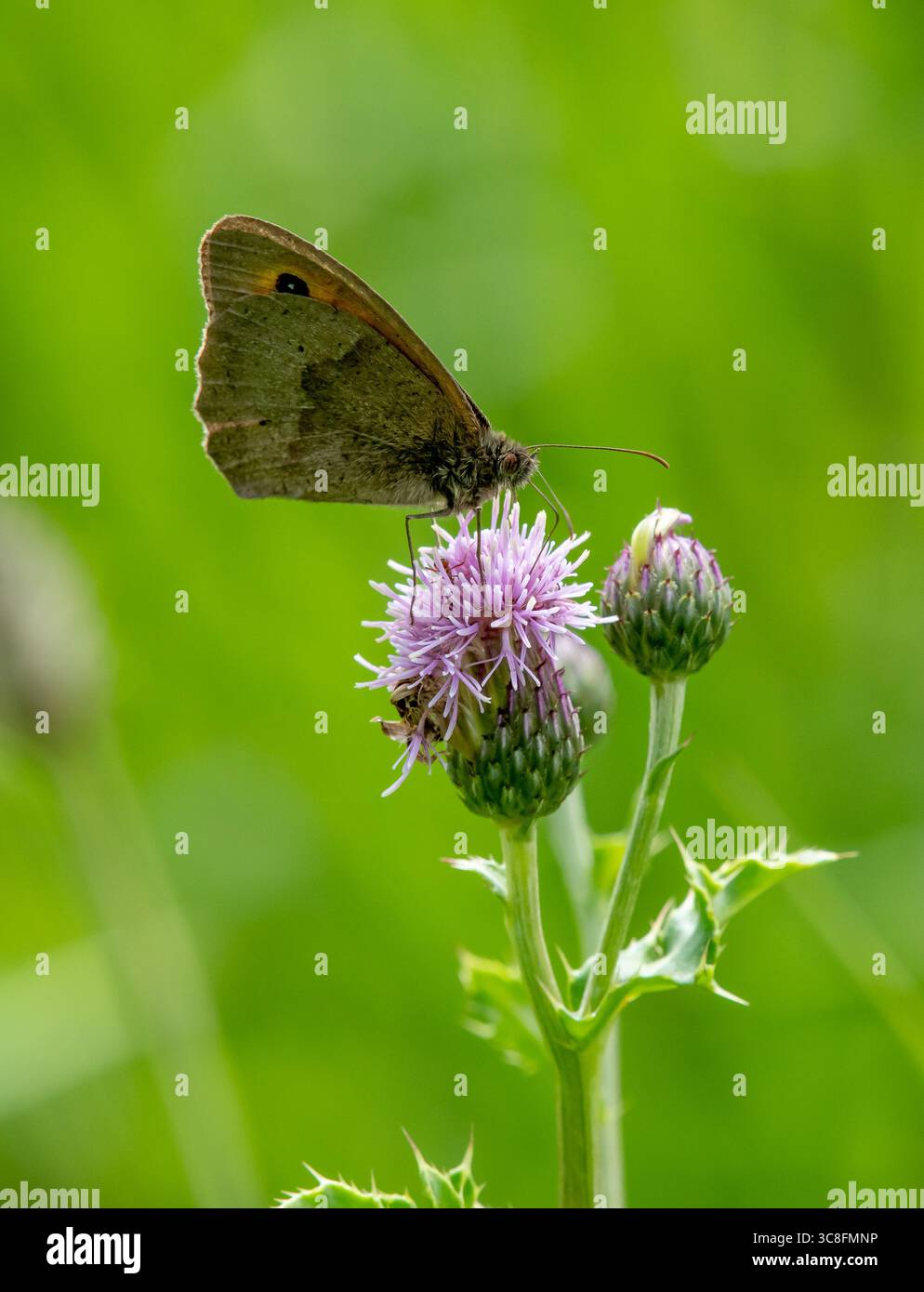 Wiesenbrauner Schmetterling auf einer kriechenden Distel, Arnside, Milnthorpe, Cumbria, Großbritannien Stockfoto