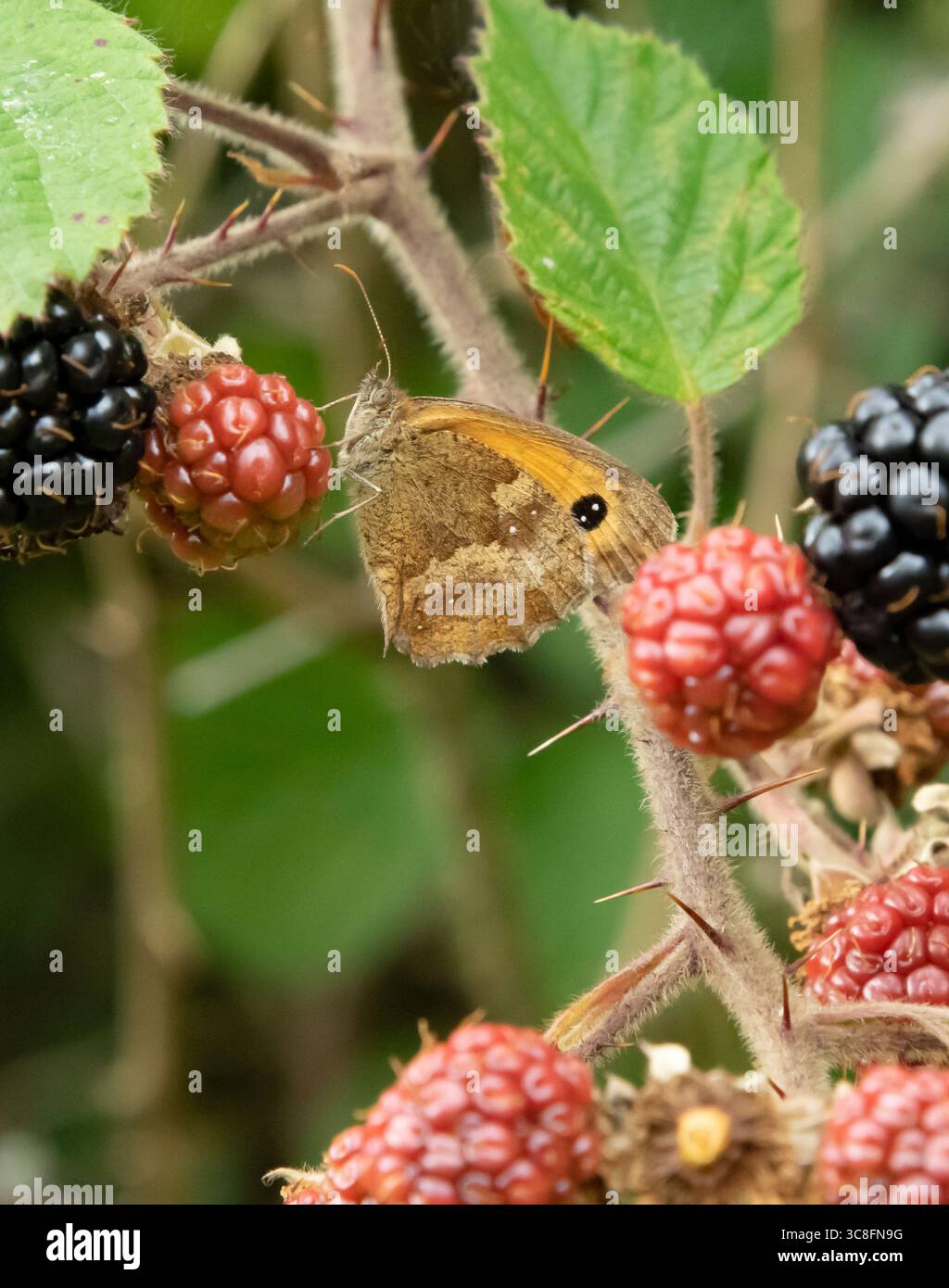 Ein Torwächter oder Hecke brauner Schmetterling auf einer Brombeere, Hanbury, Staffordshire, Großbritannien Stockfoto