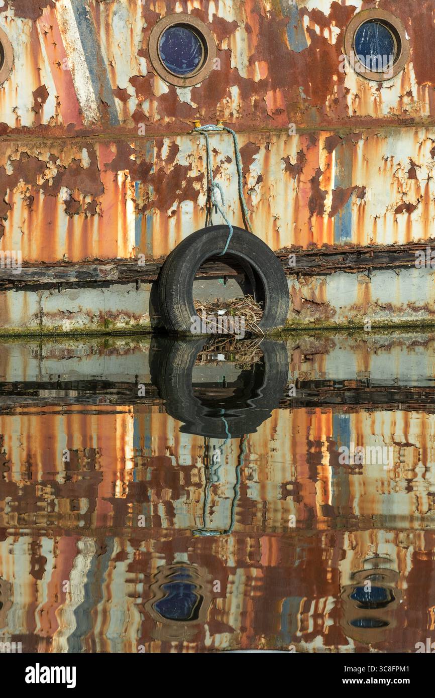 Ein Coot-Nest in einem Reifen, der an einem Kanalkahn hängt, Lea Valley Kanal, London. Nester auf Kanalkähnen sind gesetzlich geschützt. Tierwelt in London. Stockfoto