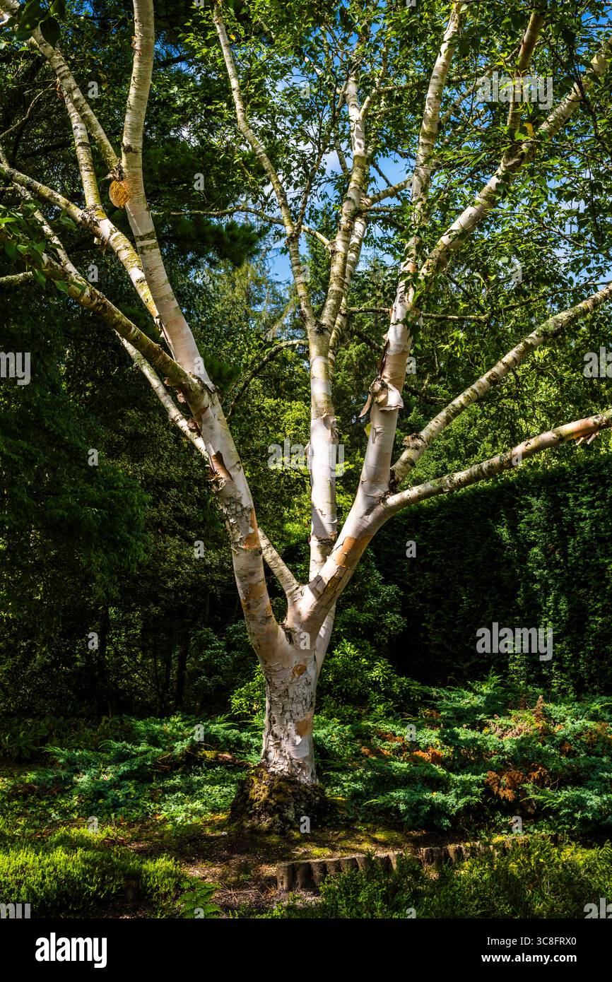 Erman's Birch (Betula ermanii) im Wintergarten im RHS Garden Rosemoor, Great Torrington, Devon, Großbritannien Stockfoto