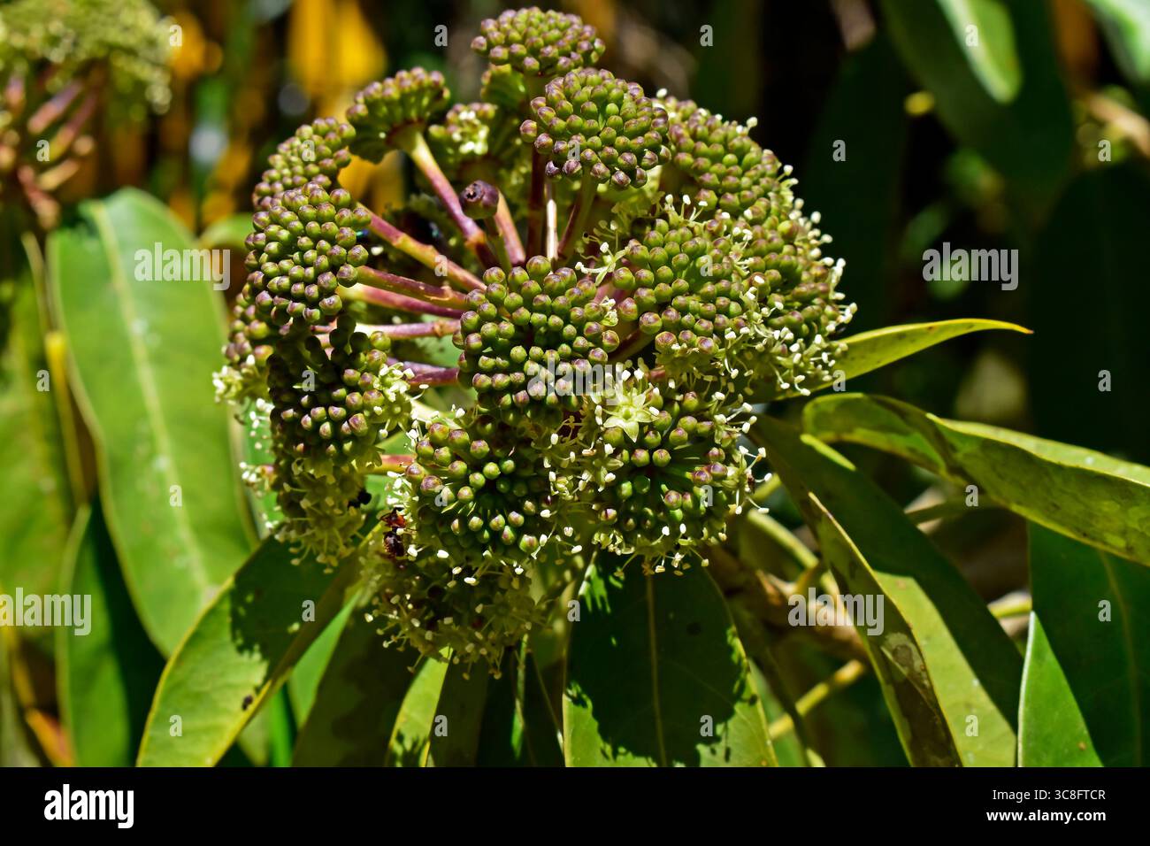 Exotische Blume (Dendropanax cuneatus) im tropischen Garten in Rio de Janeiro, Brasilien Stockfoto