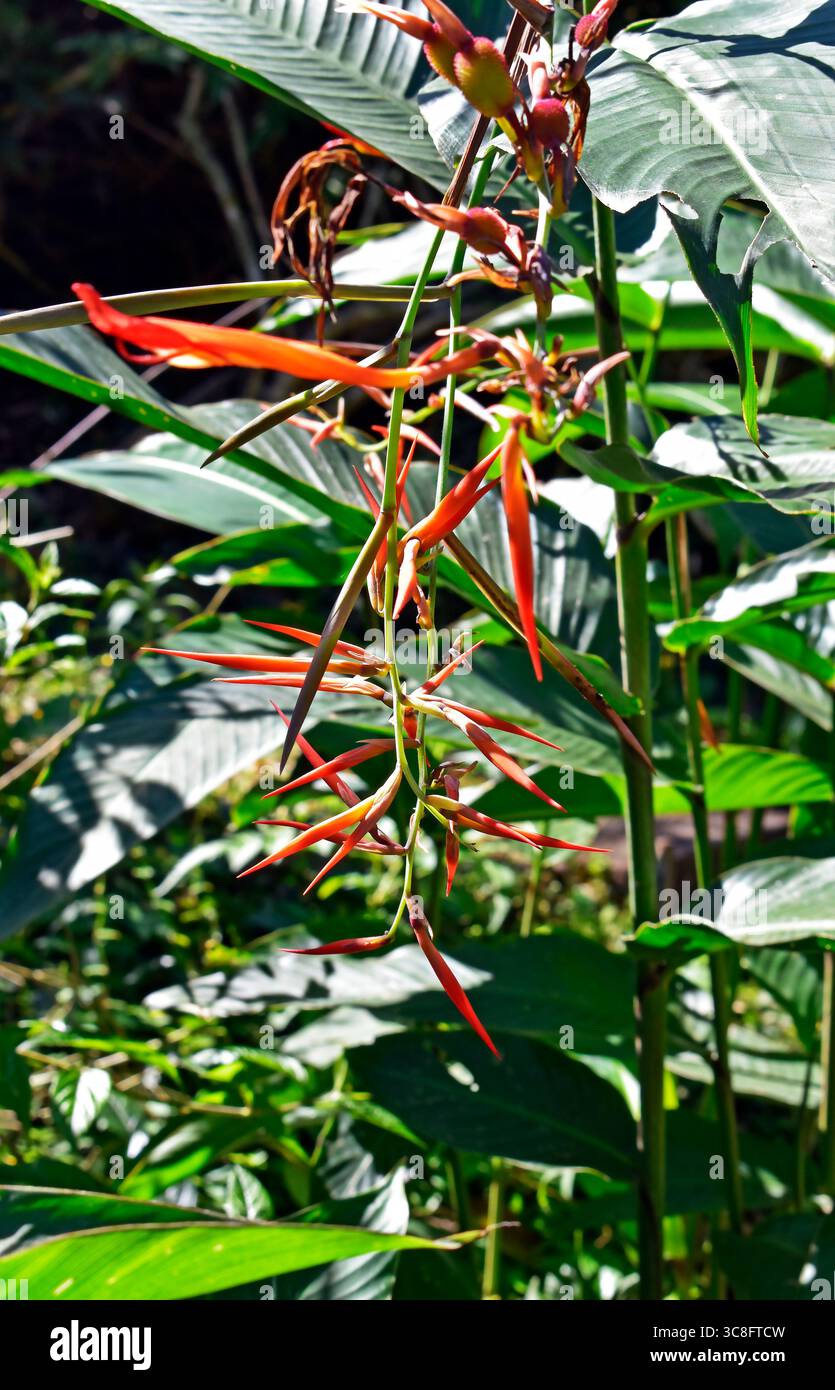 Orangefarbene Helikonia auf tropischem Garten in Rio de Janeiro, Brasilien Stockfoto