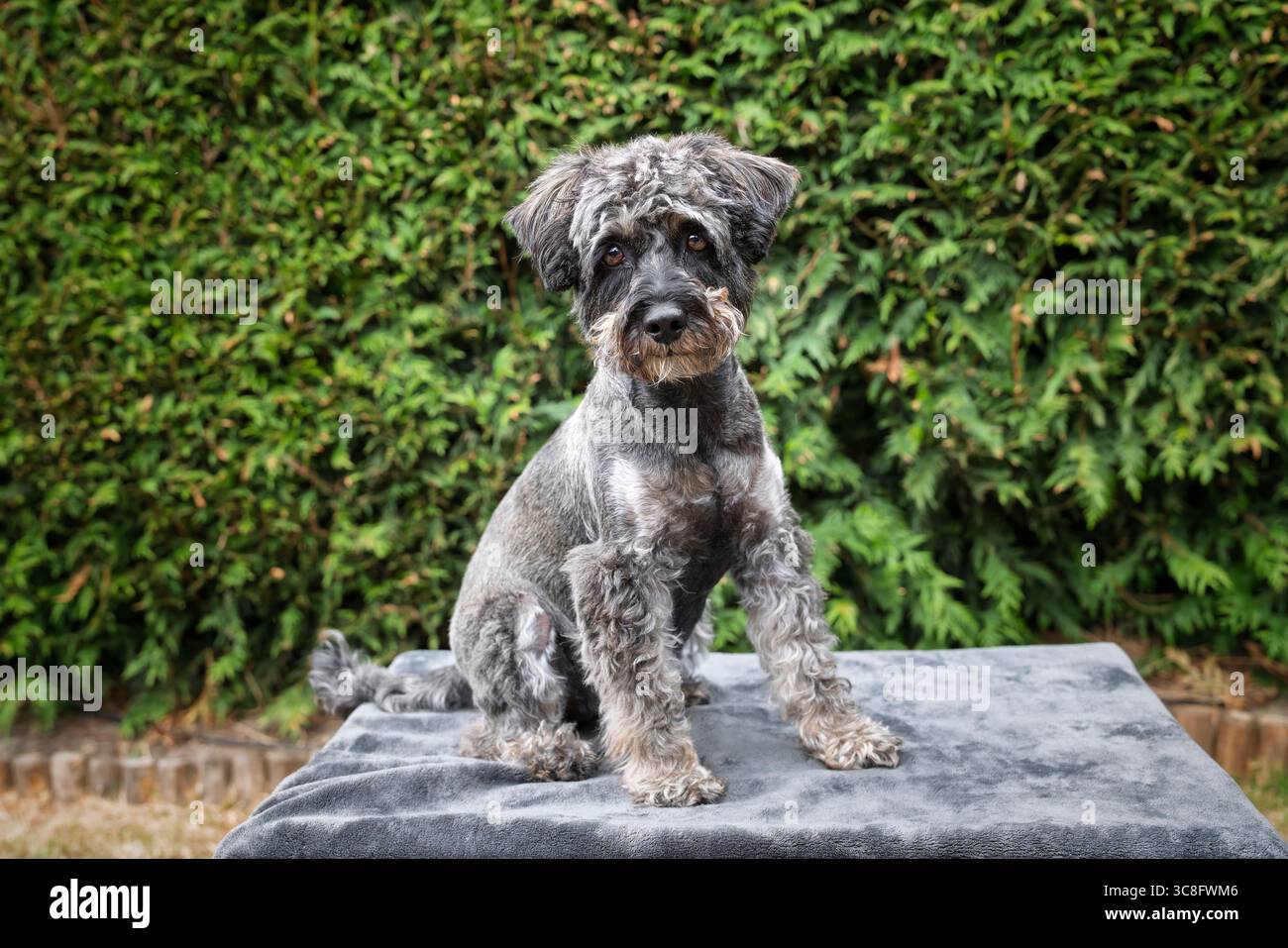 Ein schwarzer Schnauzer posiert auf einer Decke im Garten Stockfoto