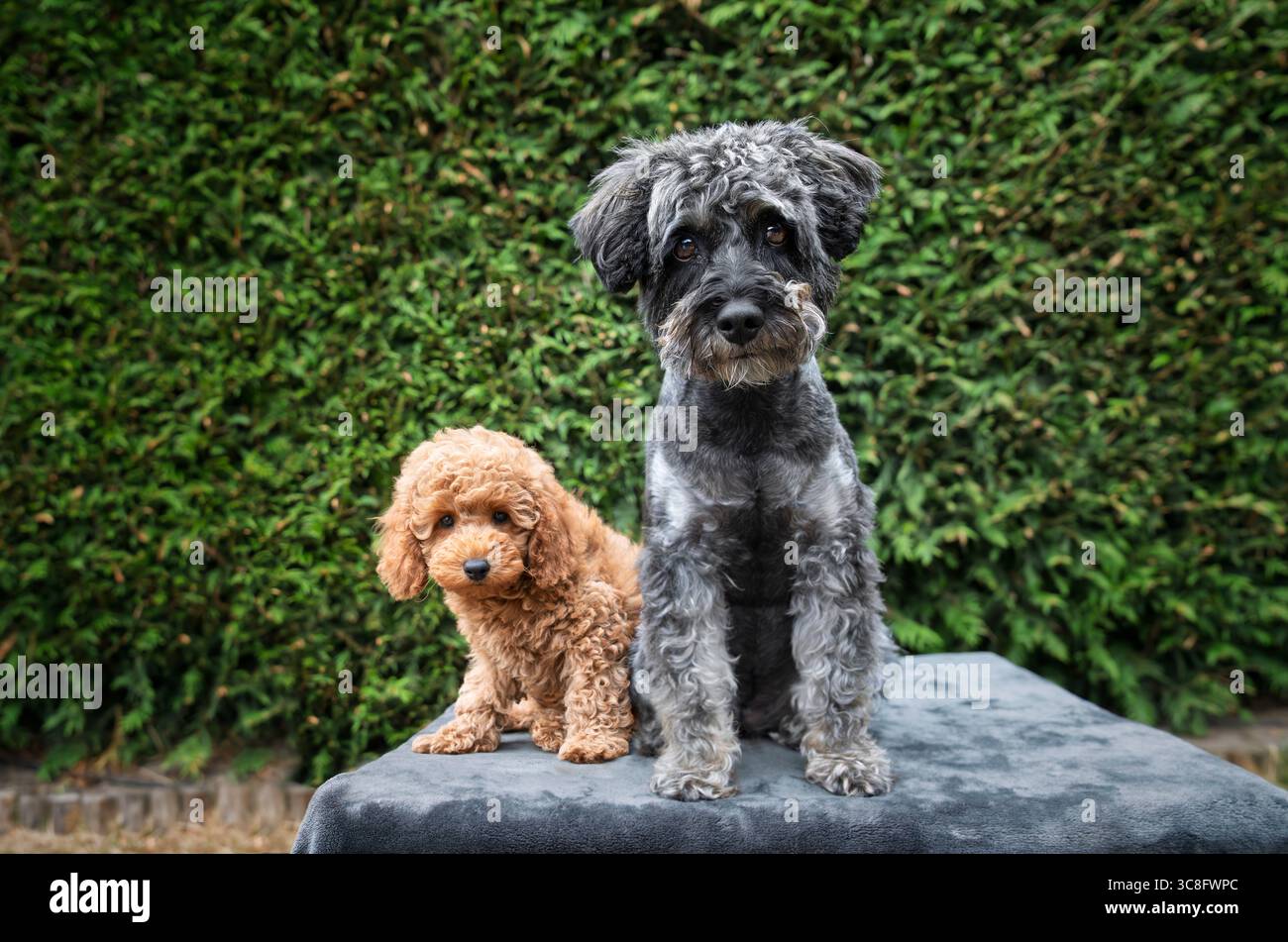 Ein niedlicher, brauner Aprikosenpudel-Pudel-Pudel-Pudel-Puppy, der aussieht wie ein Teddybär auf einer Decke mit einem schwarzen Schnauzer im Garten Stockfoto