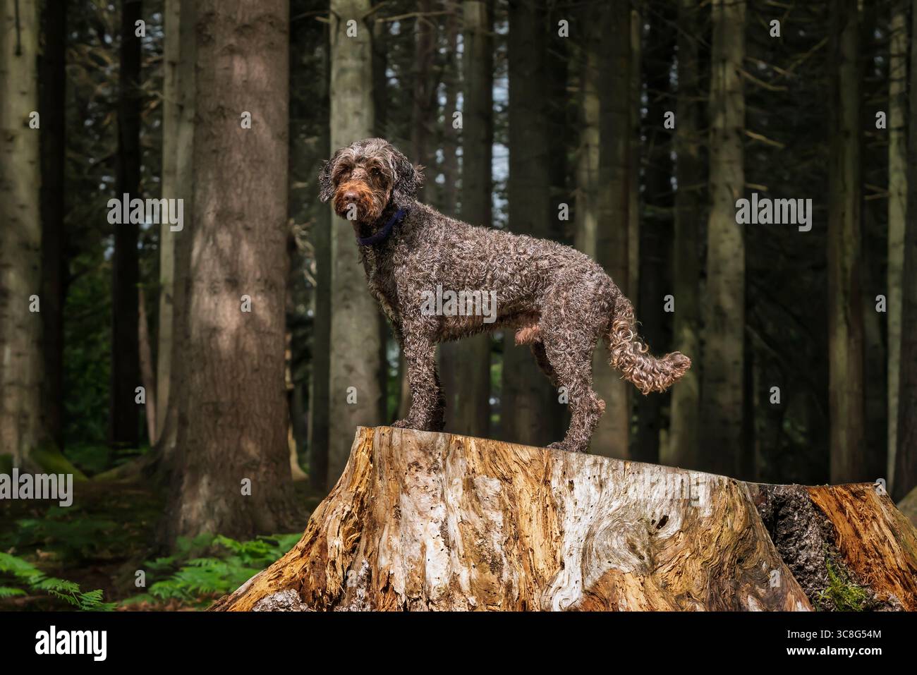 Brauner Sprockapoo Hund - Springer Cocker Poodle Cross - stehend auf einem alten Baumstumpf im Wald Stockfoto