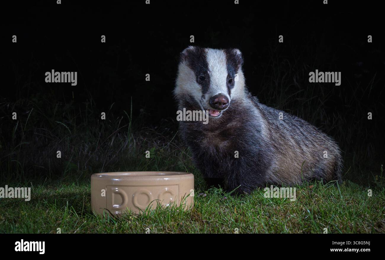 Badger (Meles meles) in der Nacht neben der Hundeschüssel, Cambridgeshire, England Stockfoto