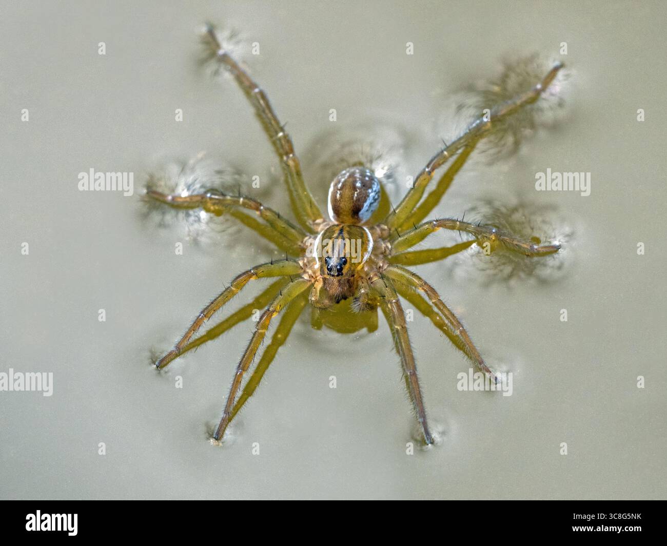 Pirate Wolf Spider (Pirata piraticus) auf der Wasseroberfläche, Fenland, Cambridgeshire, England Stockfoto