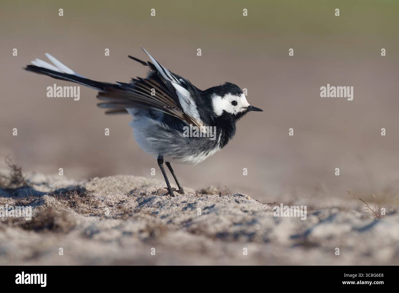 Rattenbachtelzittern beim Vorbereiten, croft, Frühling, Motacilla alba Stockfoto