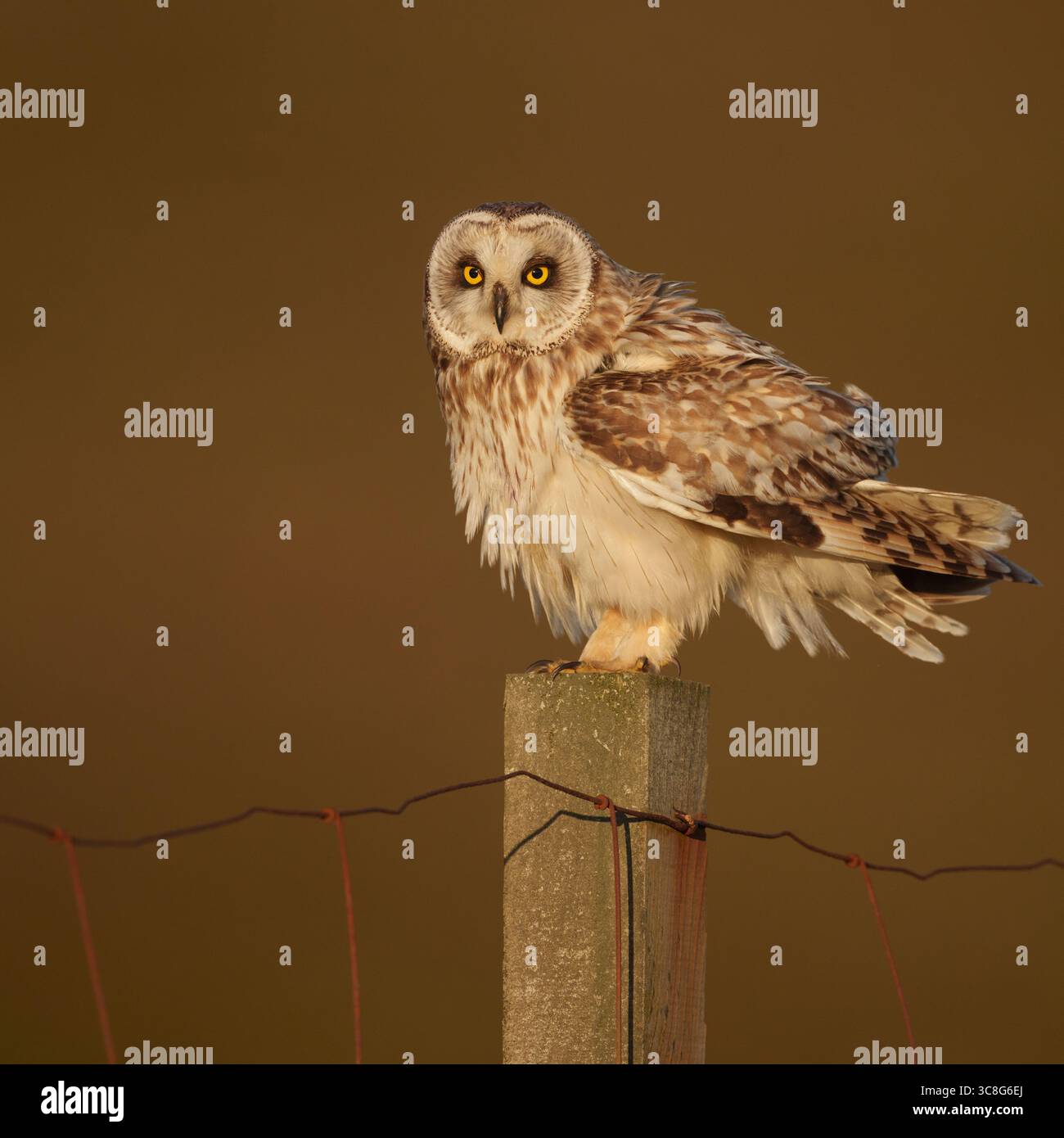 Kurzohr-Eule schüttelt nach dem Präen, während sie auf Zaunpfosten sitzt, Sonnenaufgang, goldene Stunde, Frühling, asio Flammeus Stockfoto