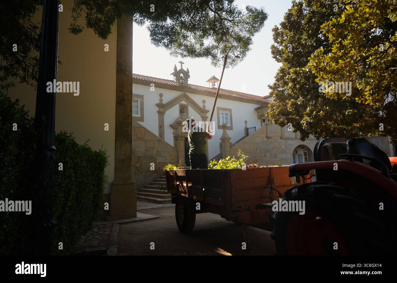 Bei der Ernte im Schatten des Pac de Calheiros sammelt ein Arbeiter neben einem geparkten Traktor im Hof des Gutshofes Zweige Stockfoto