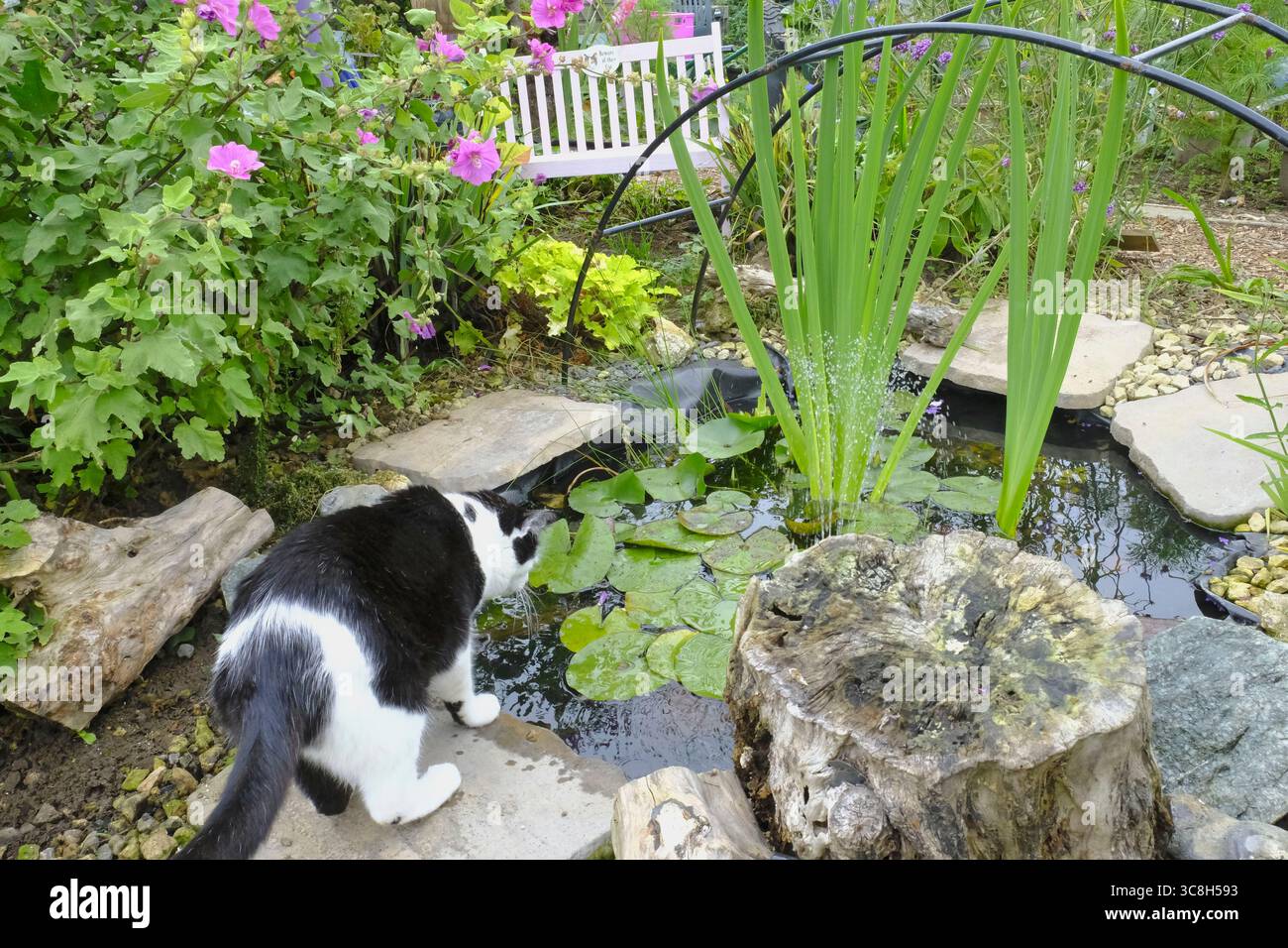 Schwarz-weiße Katze, die in einen Gartenteich blickt, umgeben von Lilienpads, Blumen und Naturstein in einem farbenfrohen Kleingarten Stockfoto