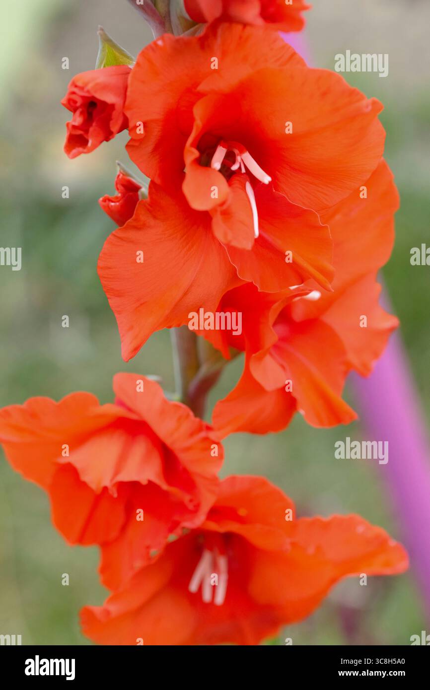 Leuchtend rote Gladioli-Blüten in voller Blüte mit ihren auffälligen Blütenblättern und eleganten Stielen vor einem sanften grünen Hintergrund Stockfoto