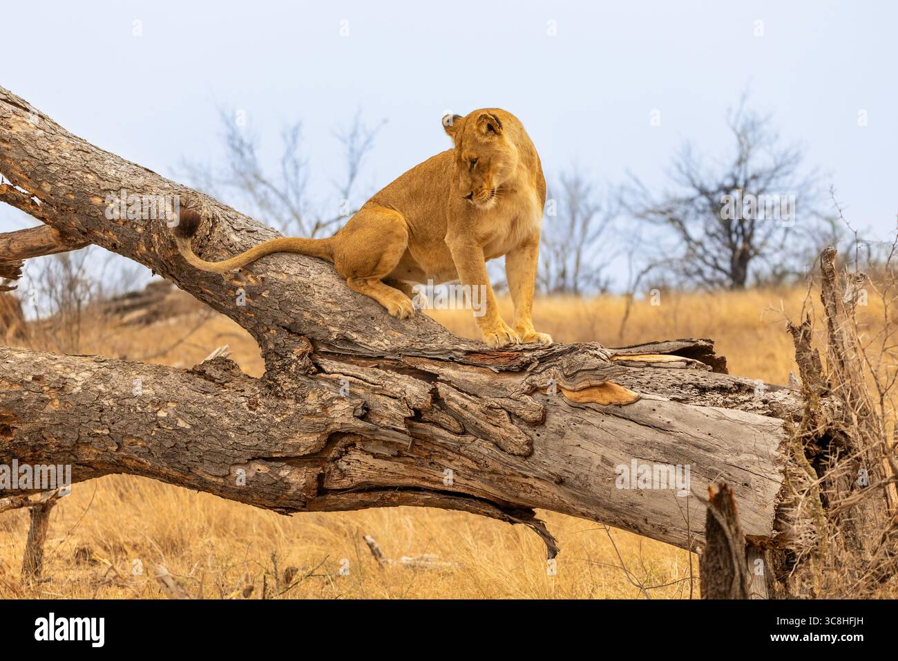 Ein junger Löwe, der auf einem umgestürzten Baumstamm im Kruger-Nationalpark in Südafrika steht Stockfoto