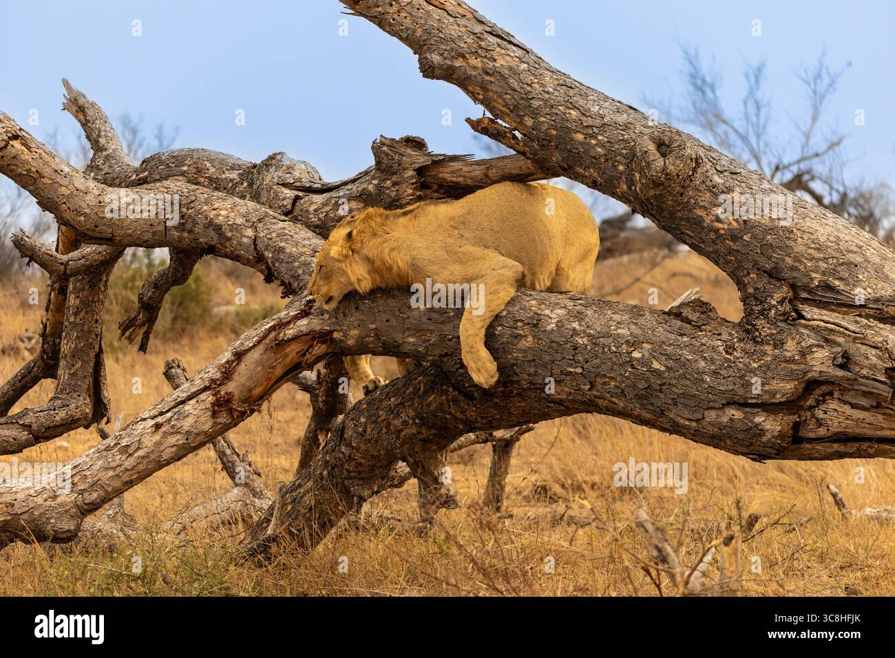 Ein junger männlicher Löwe auf einem gefallenen Baumstamm im Kruger-Nationalpark in Südafrika Stockfoto