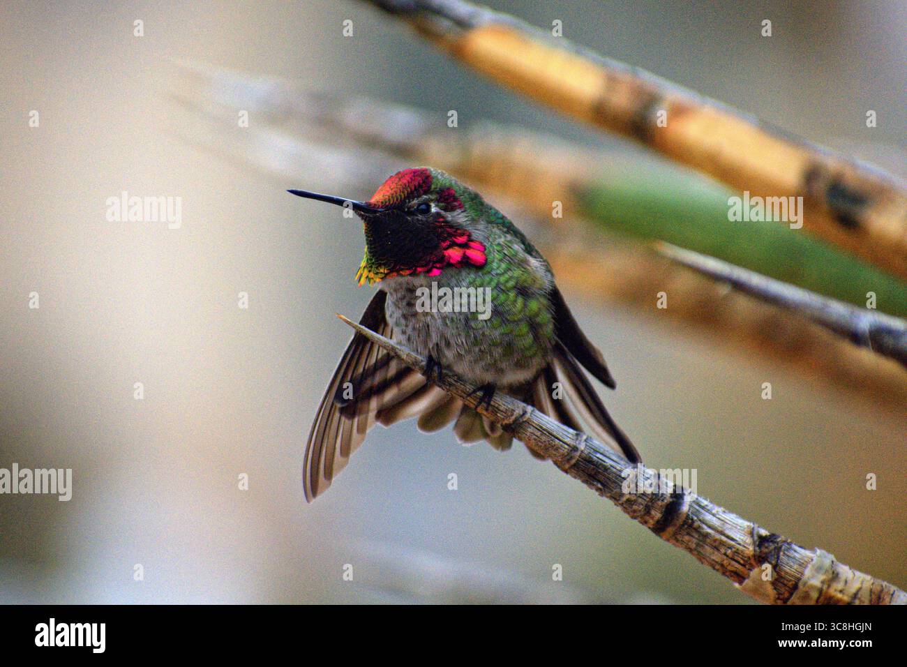 Naturfunken: Die Schillerung eines Annas Kolibri Stockfoto
