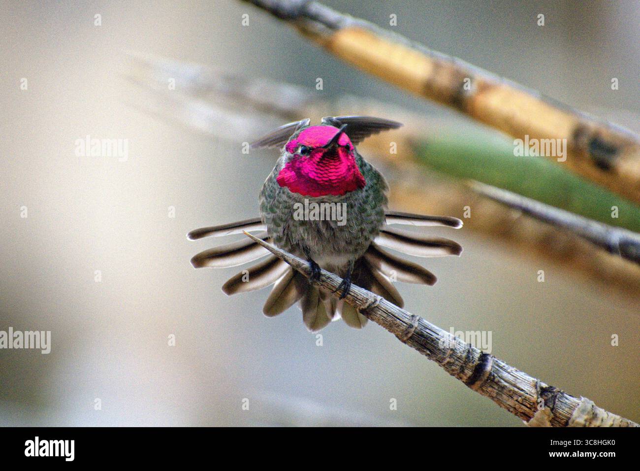 Naturfunken: Die Schillerung eines Annas Kolibri Stockfoto