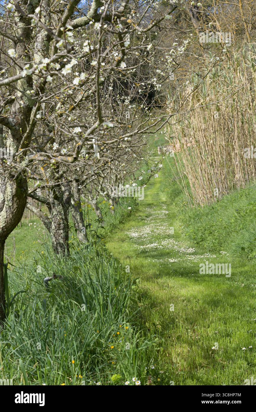 Blühender Obstgarten mit blühenden Bäumen und einem grasbewachsenen Pfad mit weißen Blumen in der Frühlingslandschaft in der Nähe von Siena, Toskana, Italien. Stockfoto