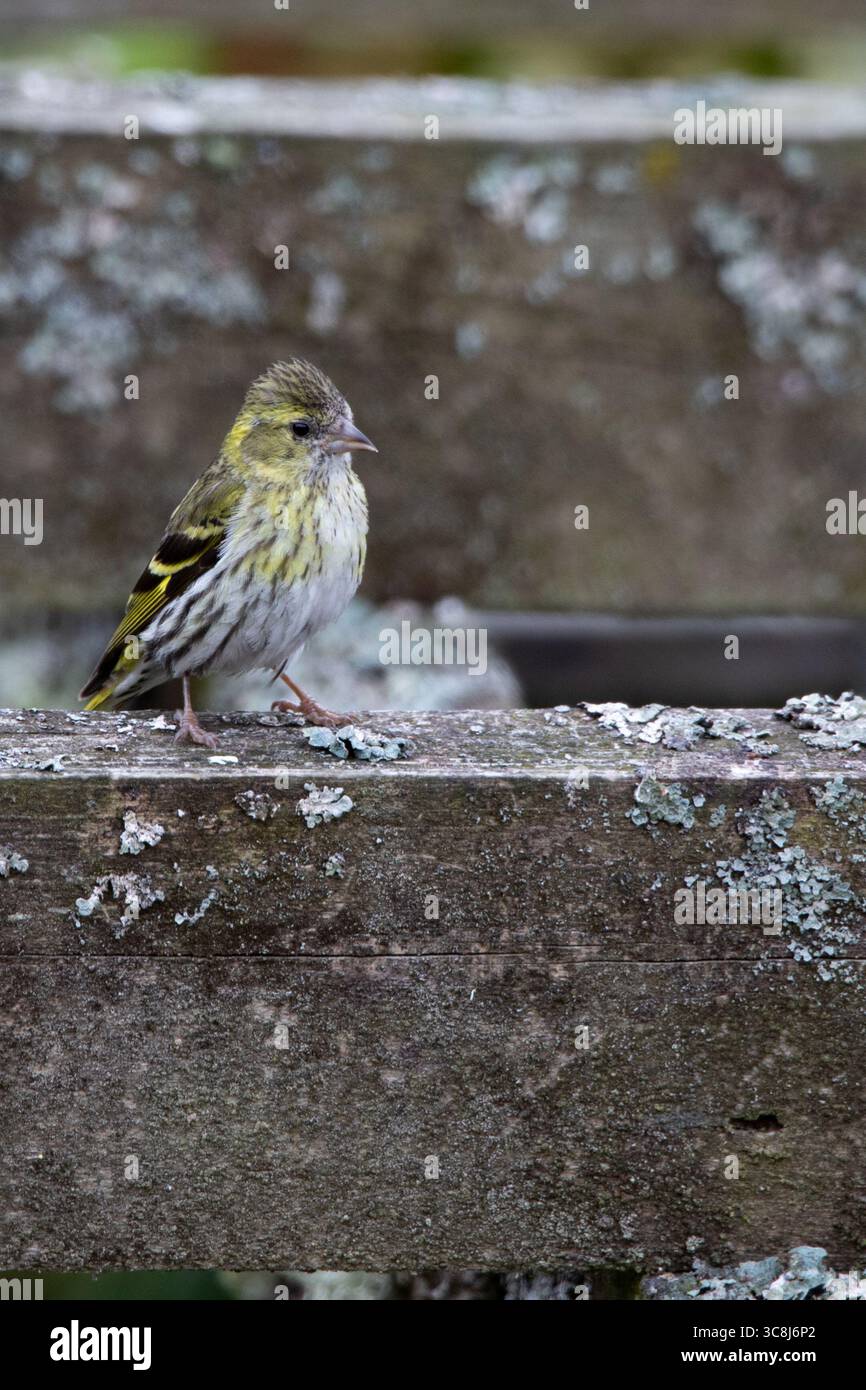 Weibliche Siskin (Spinus spinus) Stockfoto