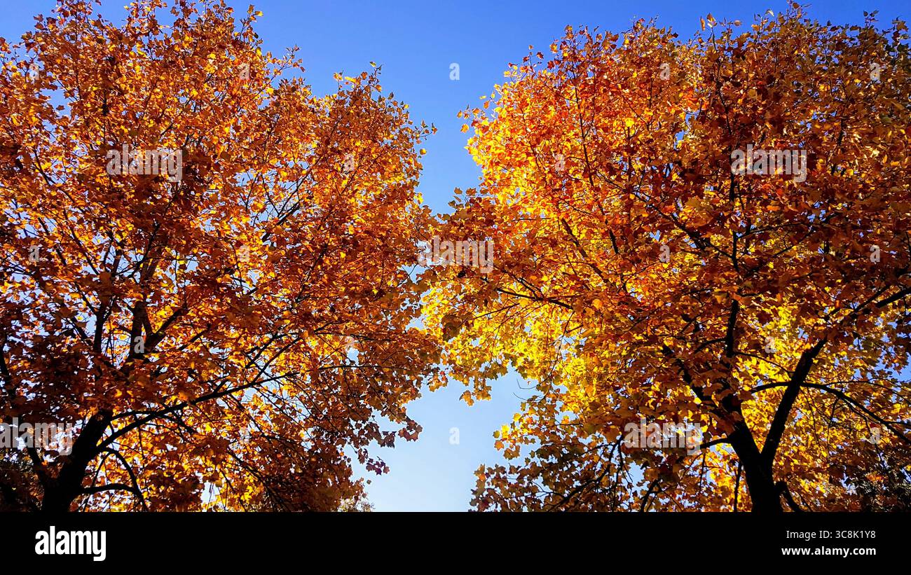 Zwei große Laubbäume in einem wunderschönen goldgelben Herbstkleid mit leuchtend goldenen, orangen Blättern, die in der Herbstsaison zum blauen Himmel hinaufschauen Stockfoto