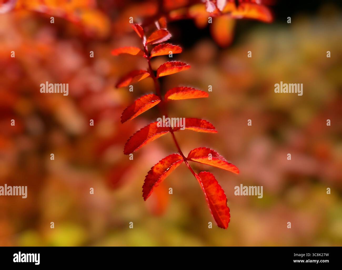 Nahaufnahme eines sehr feinen, zarten roten Herbstblattes mit warmem rotbraunem Hintergrund Stockfoto