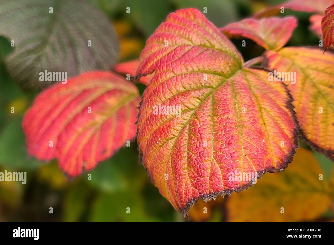 Nahaufnahme von tiefrot-orangen brombeerblättern im Herbst auf einem brombeerstrauch im Wald Stockfoto
