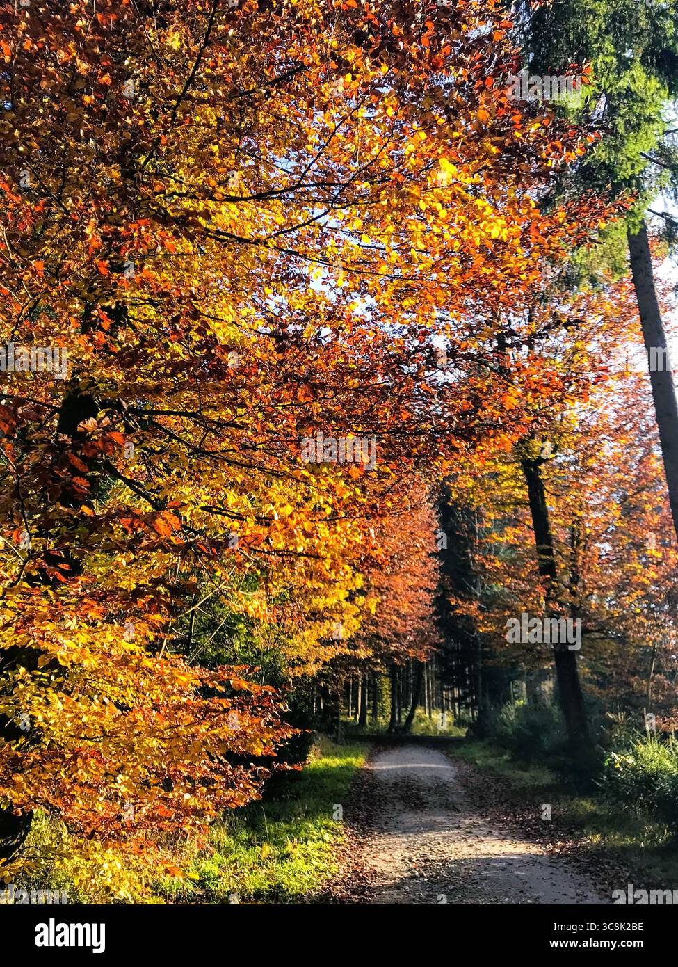 Waldweg im Herbst mit goldgelben Laubbäumen im warmen jahreszeitlichen Licht Stockfoto