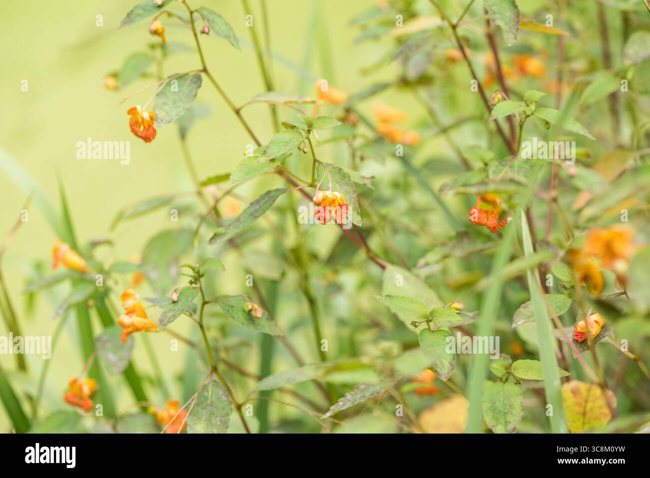 Blühender Orangenbalsam (Impatiens capensis), eine invasive, nicht einheimische Pflanzenart bei Rye Meads, Herts Stockfoto
