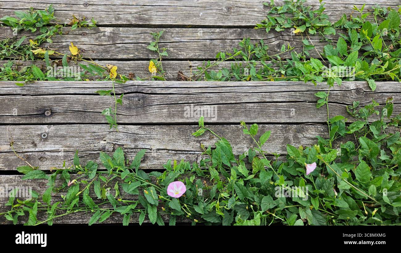 Bewachsene Holzdielen mit grünen Pflanzen und rosa Blumen. Öko-Konzepte - Smartphone-aufgenommenes Stockfoto
