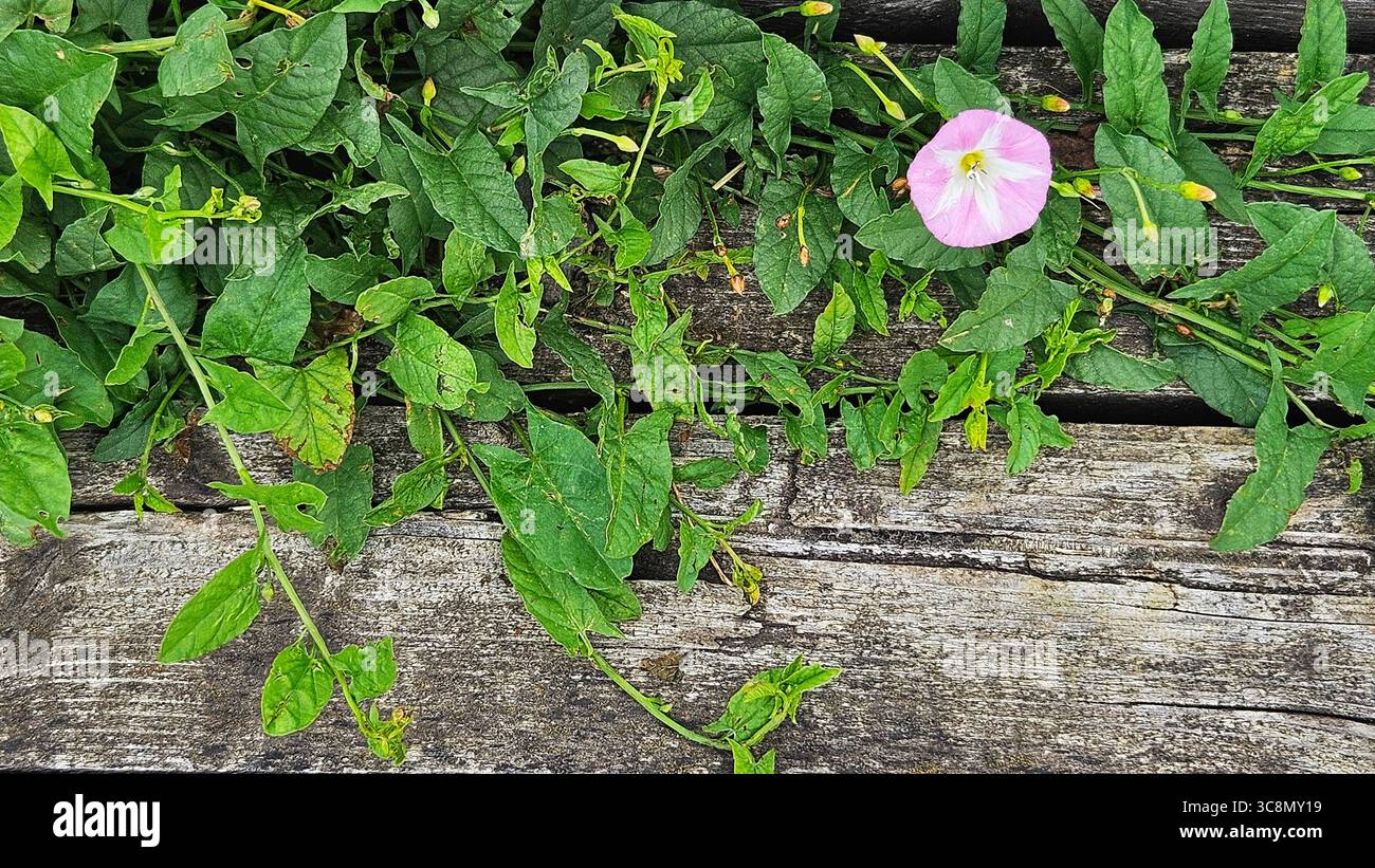 Bewachsene Holzdielen mit grünen Pflanzen und rosa Blumen. Öko-Konzepte - Smartphone-aufgenommenes Stockfoto