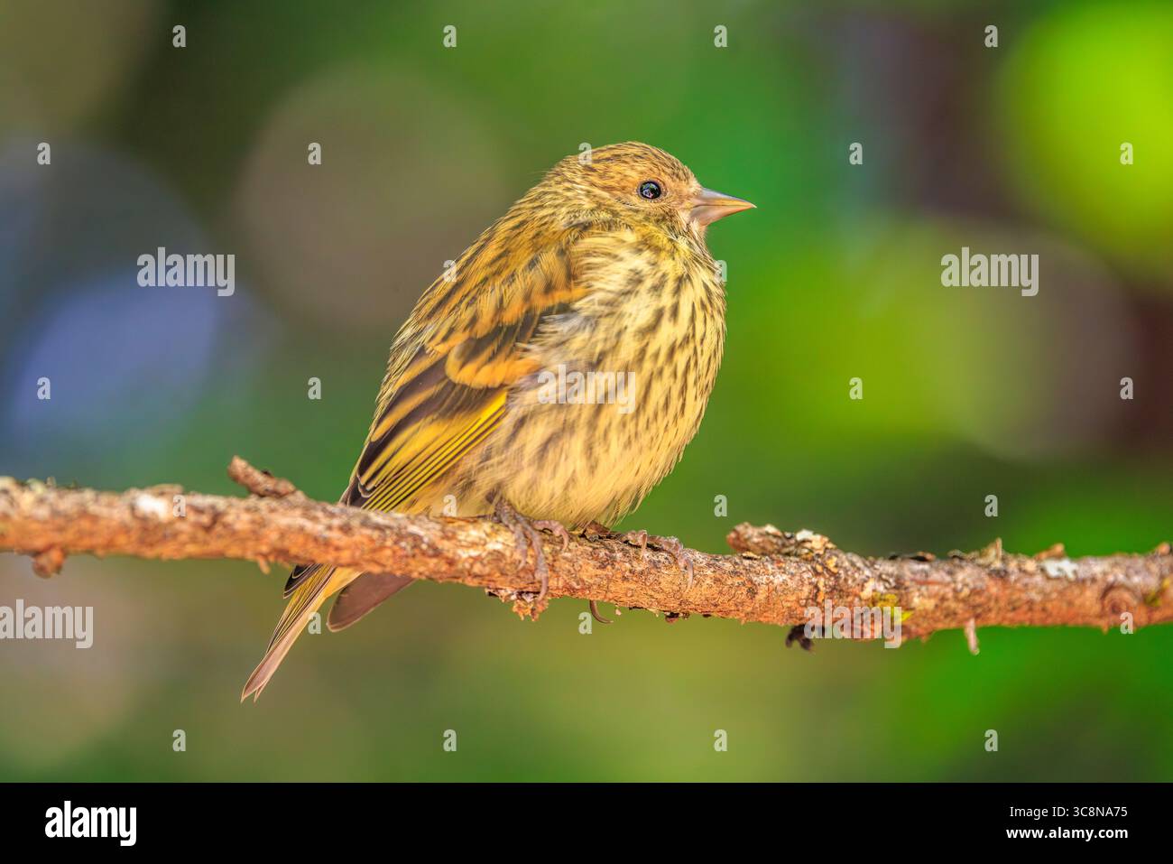 Eine Kiefernkiefer (Spinus pinus), die auf einem Zweig mit einem weichen grünen Hintergrund thront Stockfoto