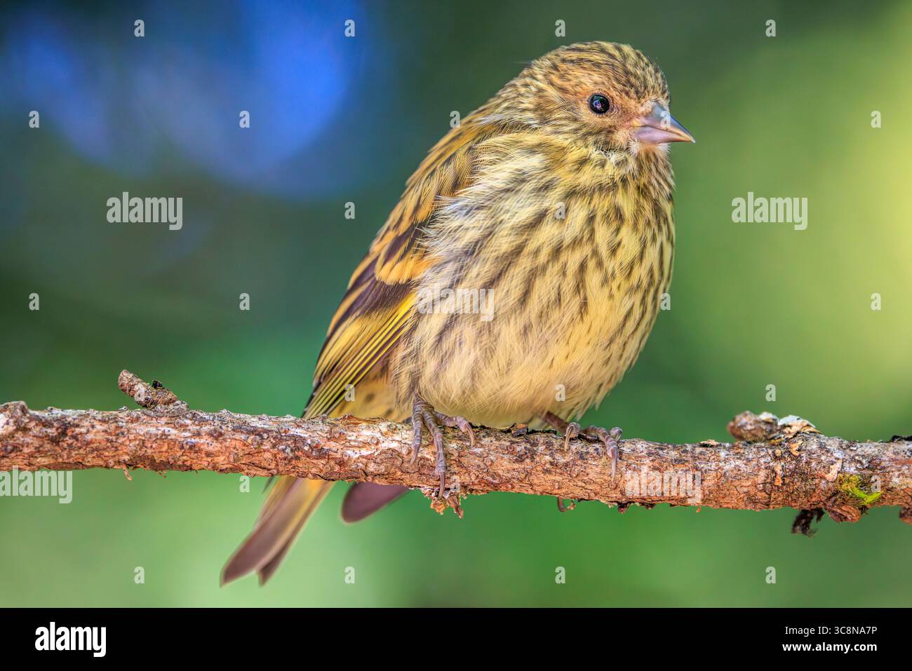 Nahaufnahme eines Kiefernspinners (Spinus pinus), der auf einem Zweig mit einem weichen grünen Hintergrund thront Stockfoto