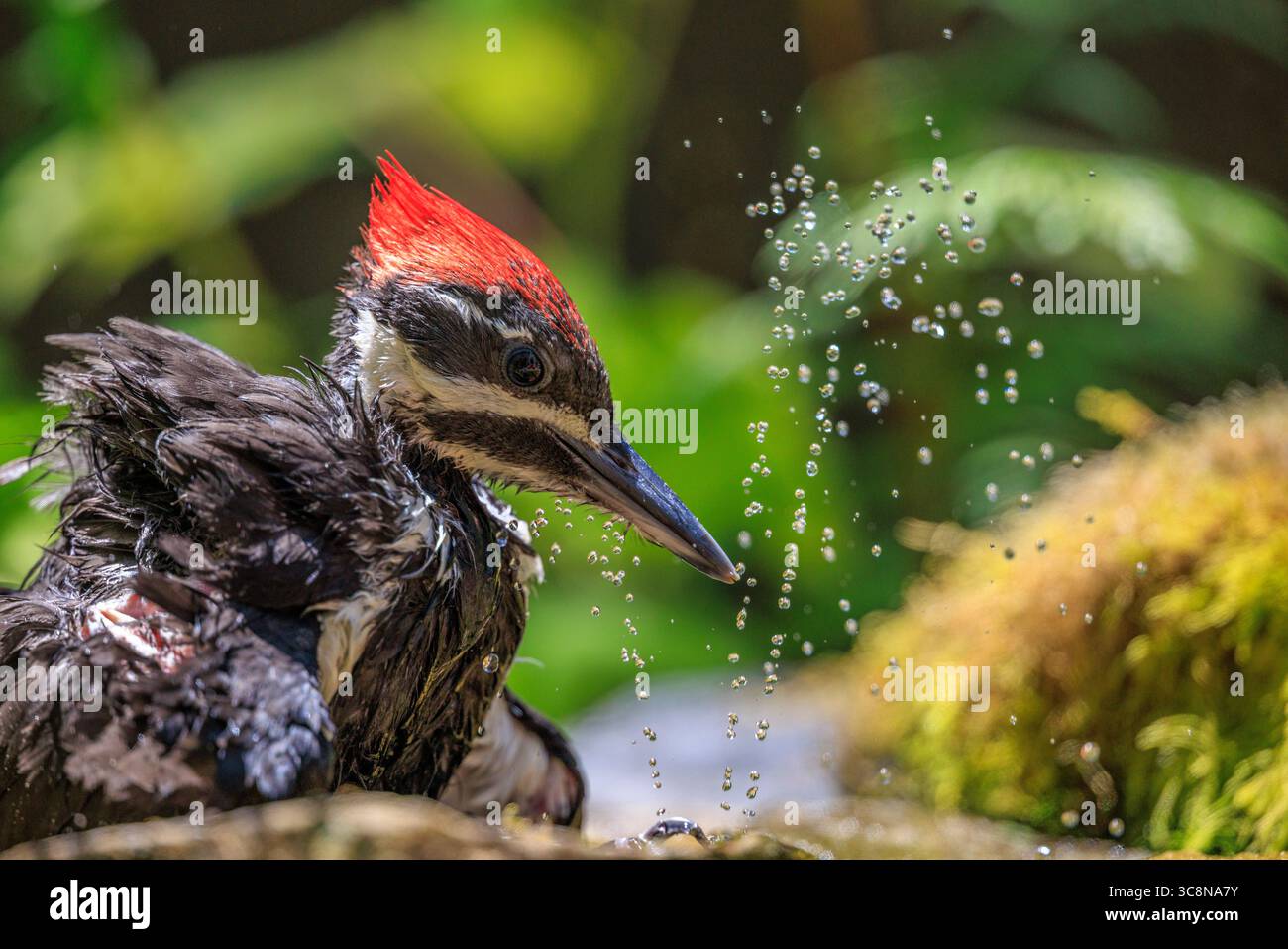 Nahaufnahme eines weiblichen Pileated Woodspecht (Dryocopus pileatus), der einen Spritzer kühlen Wassers aus einem Vogelbad in Vorstadt genießt Stockfoto
