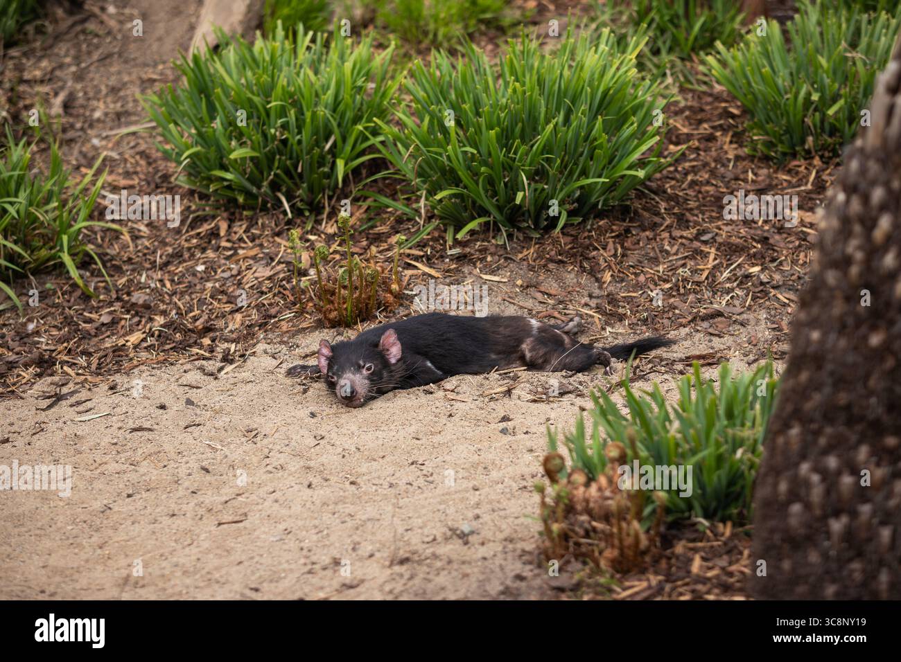 Der Tasmanische Teufel liegt auf Sand im Zoologischen Garten. Schwarze fleischfressende Beuteltiere ruhen außerhalb des Zoos. Stockfoto